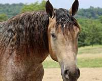 trail-riding-percheron-horse