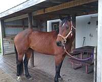 appendix-mare