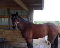 appendix-horse-for-sale