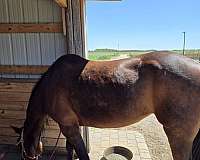 appendix-horse