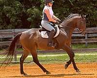 thoroughbred-gelding