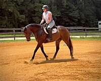 thoroughbred-horse-for-sale