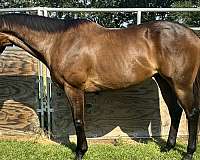 thoroughbred-horse