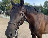 warmblood-horse