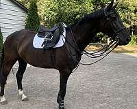 warmblood-gelding