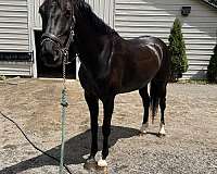warmblood-horse-for-sale