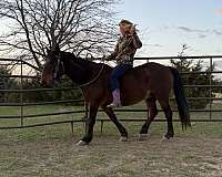 longe-line-mustang-horse