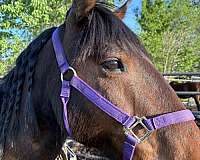 kid-safe-mustang-horse