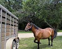 ridden-western-mustang-horse