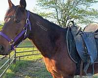 athletic-mustang-horse