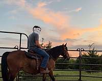 trail-riding-mustang-horse