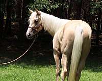collects-filly