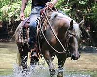 eventing-prospect-filly