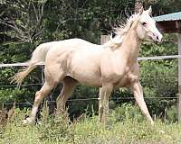 luke-filly