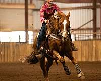 quarter-horse-for-sale