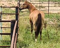 quarter-horse