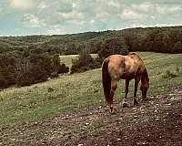 gelding