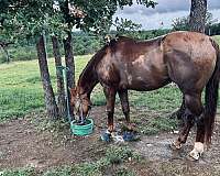 beginner-gelding
