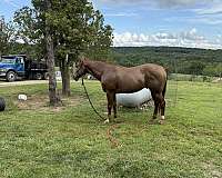quarter-horse-gelding