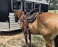 beginner-horse