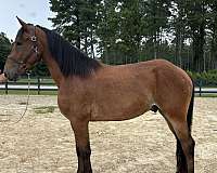 bay-gelding-for-sale