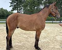 bay-draft-gelding