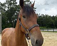 16-hand-draft-gelding