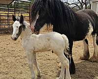 tobiano-horse