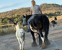 blue-roan-tobiano-horse
