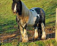 blue-roan-gypsy-vanner-colt