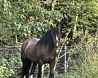 black-smokey-black-foal-for-sale