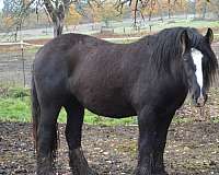 black-smokey-black-stallion
