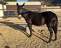 loads-good-mule