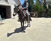 worming-mule