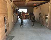 all-mule