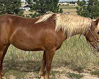 all-around-mustang-horse