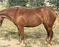 athletic-mustang-horse