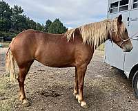endurance-mustang-horse