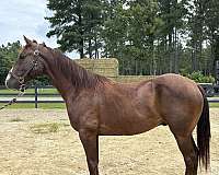 bay-quarter-horse-gelding
