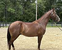 bay-gelding-for-sale