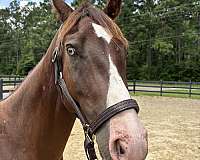 14-hand-quarter-horse-gelding