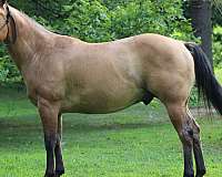 dun-roan-project-horse