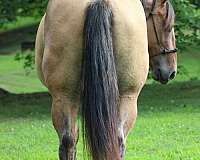 dun-roan-youth-horse