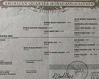 dun-roan-aqha-gelding