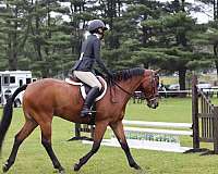 connemara-pony-gelding