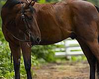 connemara-pony-for-sale