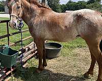 blanketed-rear-stripe-horse