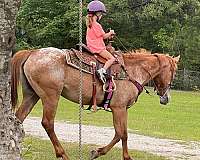 red-roan-blanketed-rear-stripe-horse