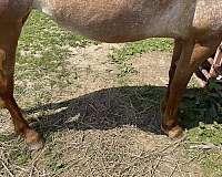 animals-appaloosa-horse