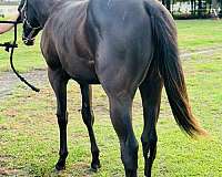 quarter-horse